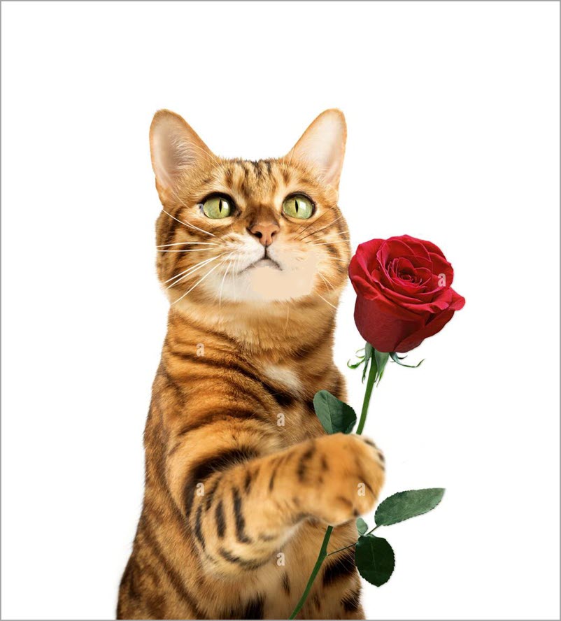 Hình mèo tặng hoa meme hài hước, đáng yêu