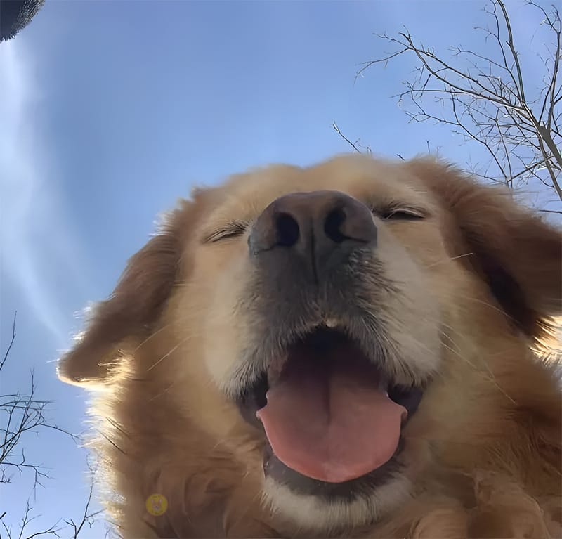 Meme chó cười cợt xinh đẹp đẹp