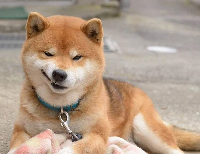 Meme chó cười cợt xỏ lá bá đạo