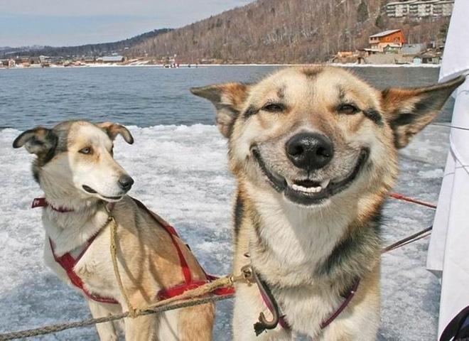 Meme chó cười cợt gượng gập hài hước