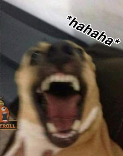 Meme chó cười cợt haha hài hước