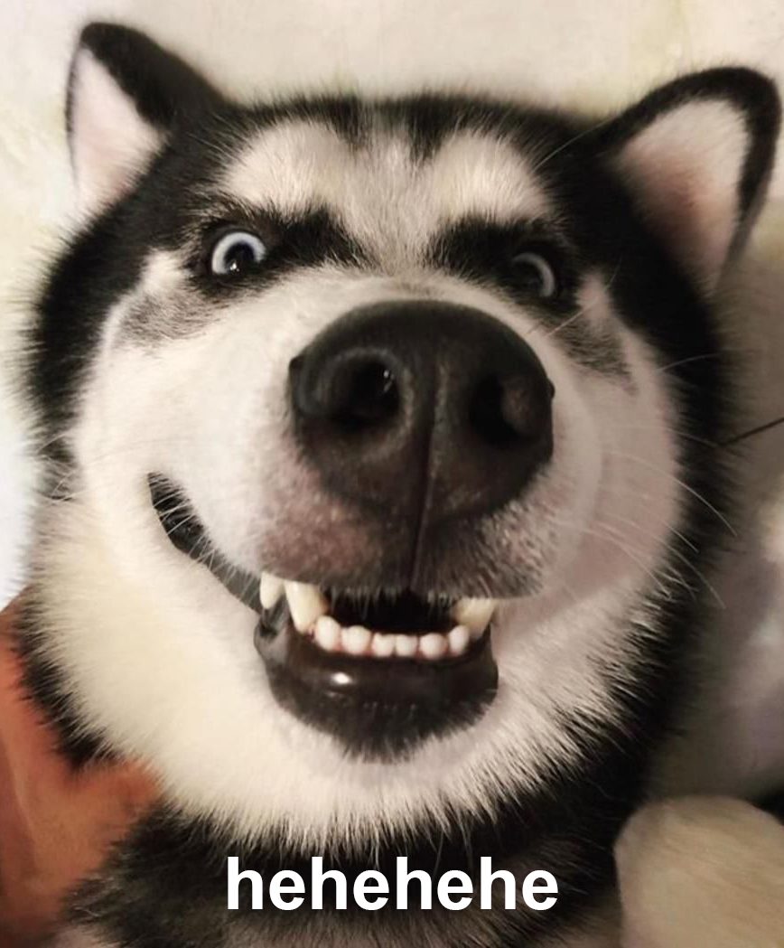 Meme chó cười cợt haha