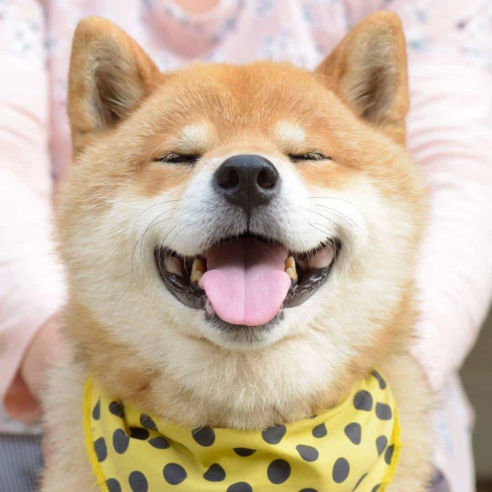 Meme chó cười cợt vui nhộn cute