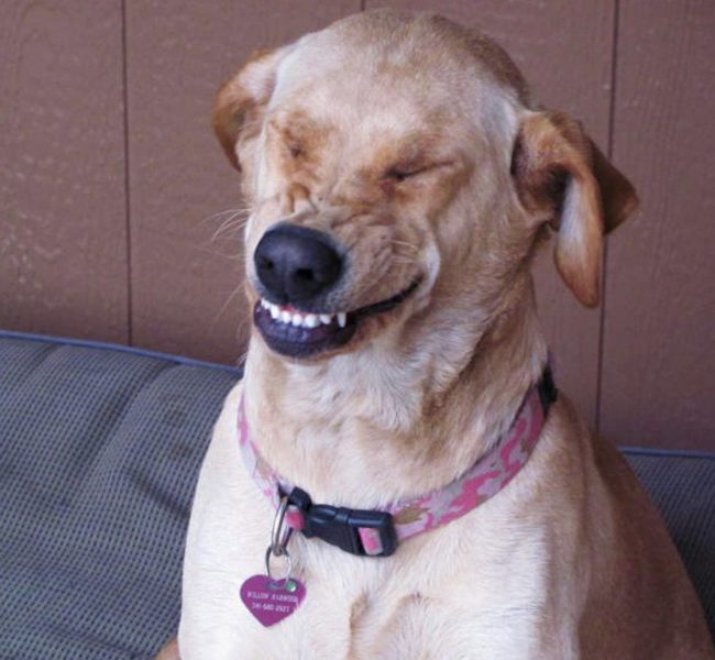 Meme chó cười cợt nhắm mắt