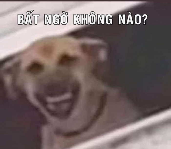 Meme chó cười cợt nhe răng bá đạo