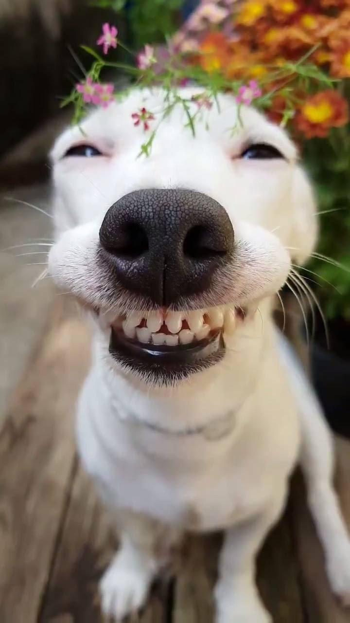 Meme chó cười cợt nhe răng