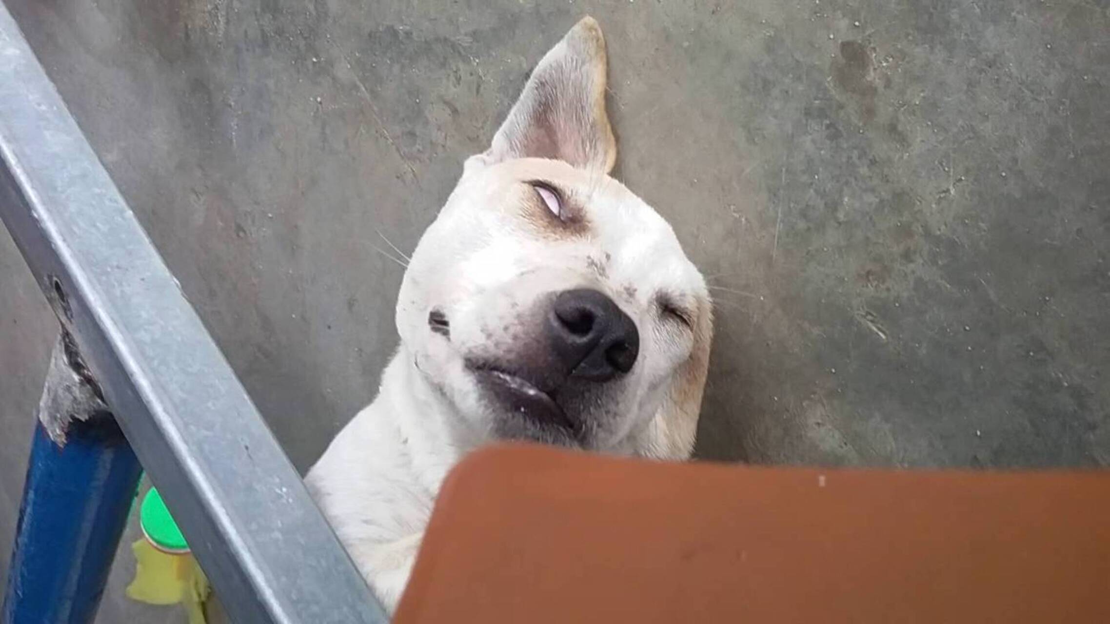 Meme chó ngủ ti hí mắt