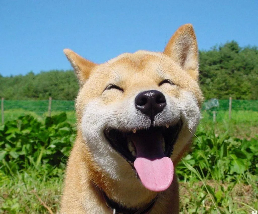 Meme chó Shiba cười