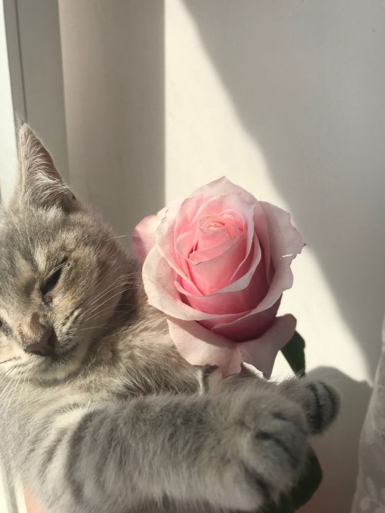 Meme chú mèo đáng yêu tặng hoa