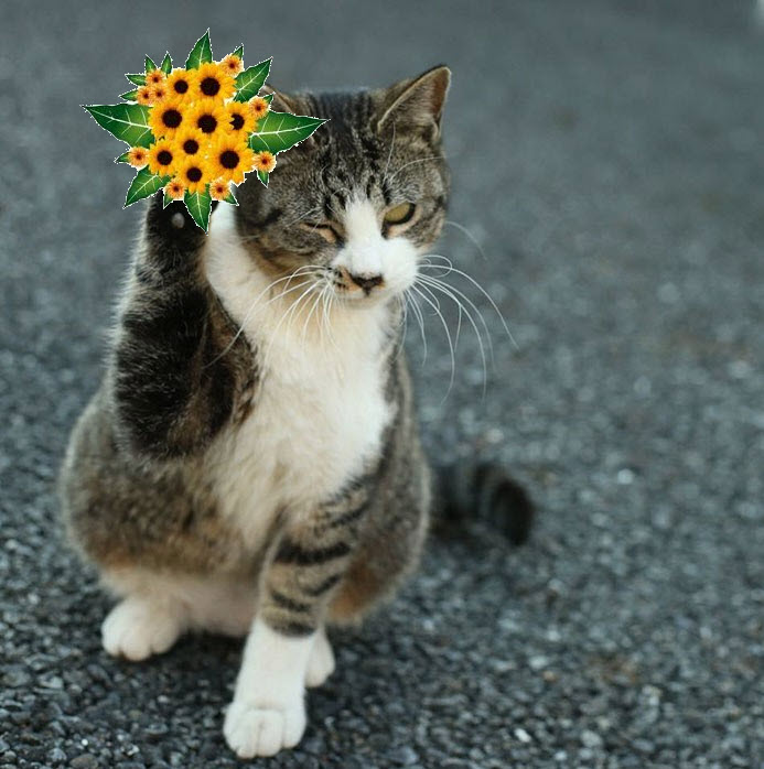 Meme con mèo tặng hoa