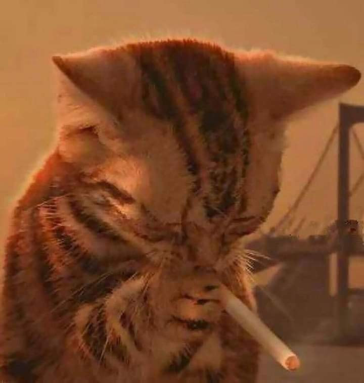 Meme mèo hút thuốc trầm cảm