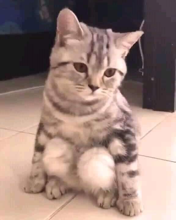 Meme mèo ngồi suy nghĩ trầm cảm