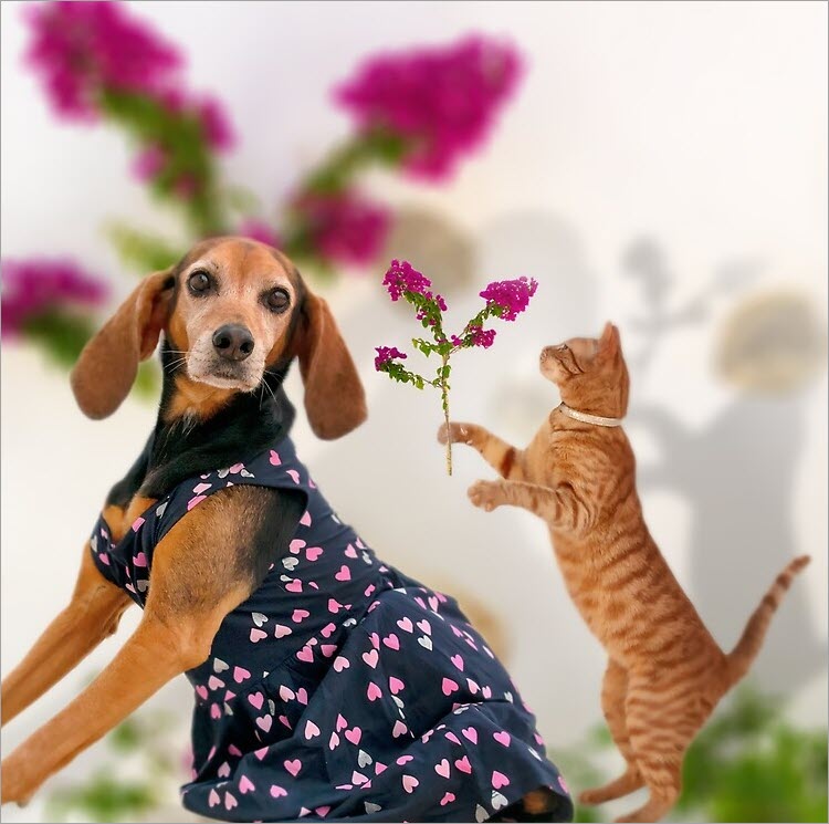 Meme mèo tặng chó bông hoa hài hước