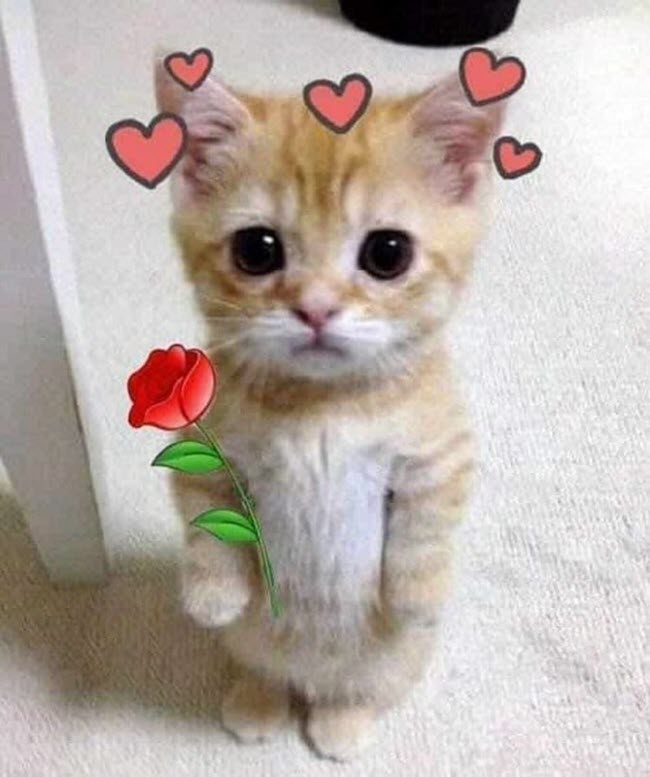 Meme mèo tặng hoa cute