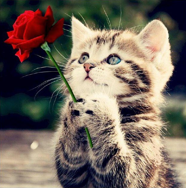 Meme mèo tặng hoa đáng yêu