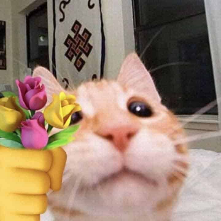 Meme mèo tặng hoa dễ thương