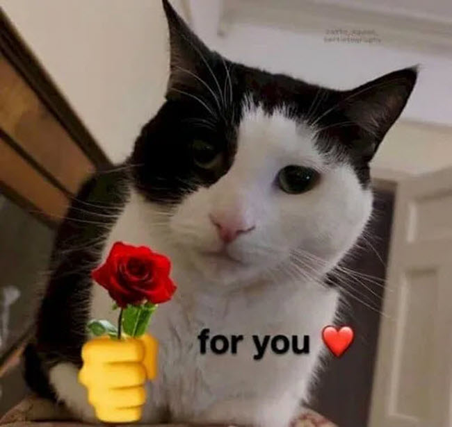 Meme mèo tặng hoa for you hài hước