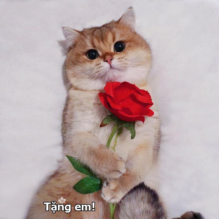 Meme mèo tặng hoa hài hước đáng yêu