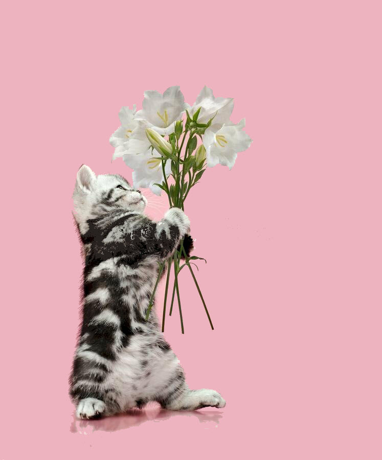 Meme mèo tặng hoa hài hước