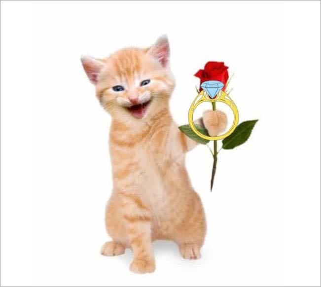 Meme mèo tặng hoa và nhẫn kim cương