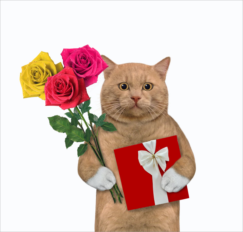 Meme mèo tặng hoa và quà hài hước