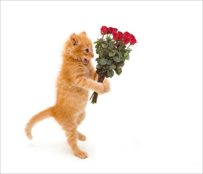 Meme mèo tặng hoa