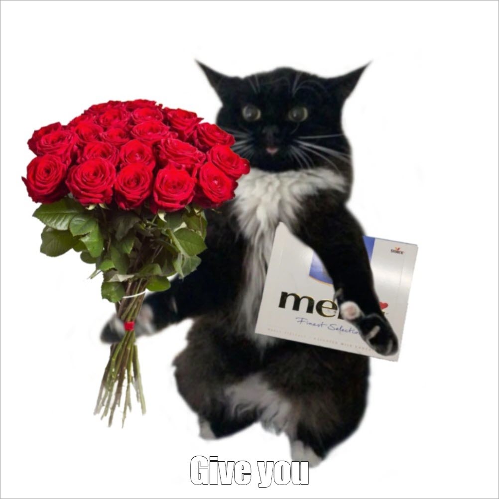 Mèo tặng hoa meme hài hước