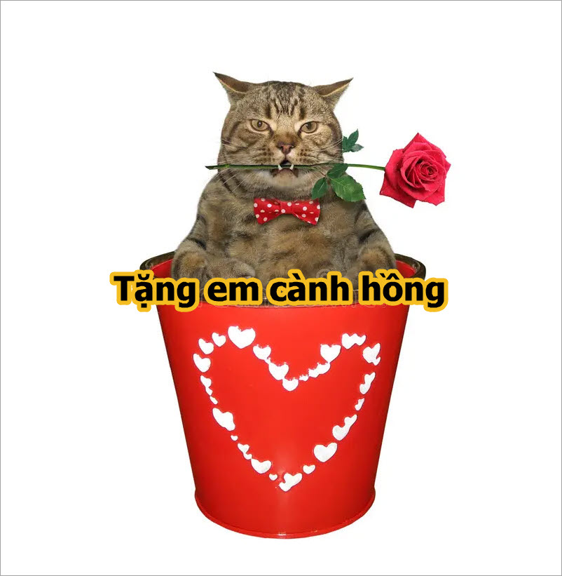 Mèo tặng hoa meme