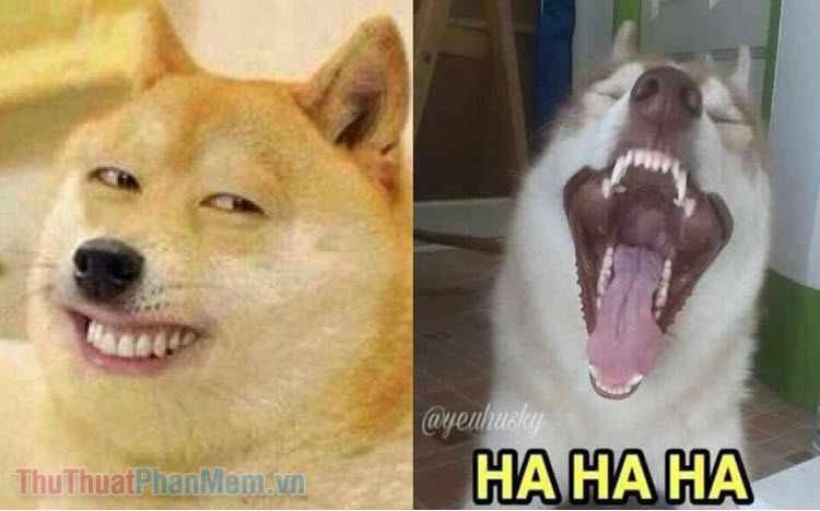 Tổng hợp meme chó cười hài hước, bá đạo