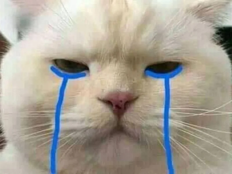 Meme mèo khóc siêu cute