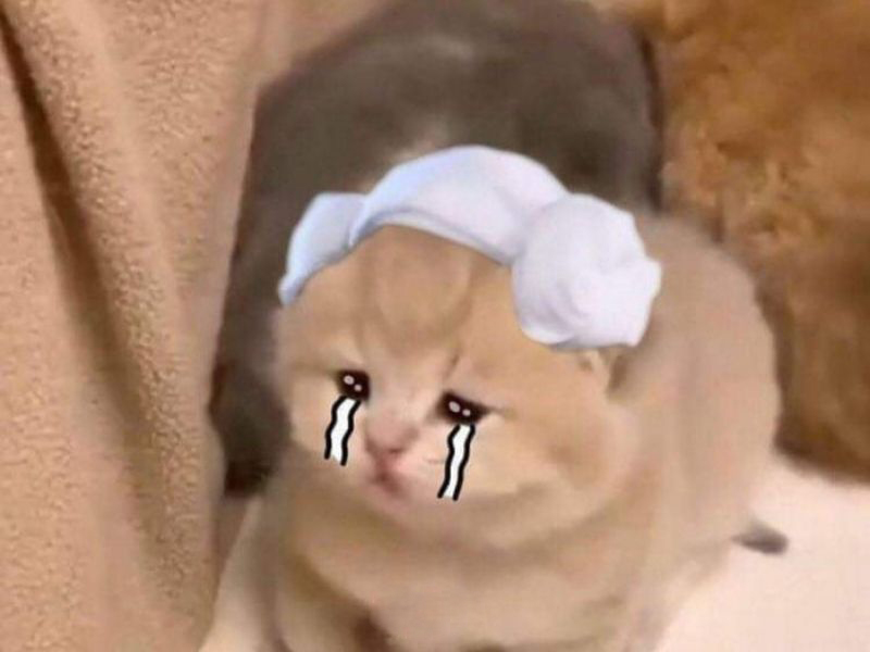 Meme mèo khóc siêu dễ thương