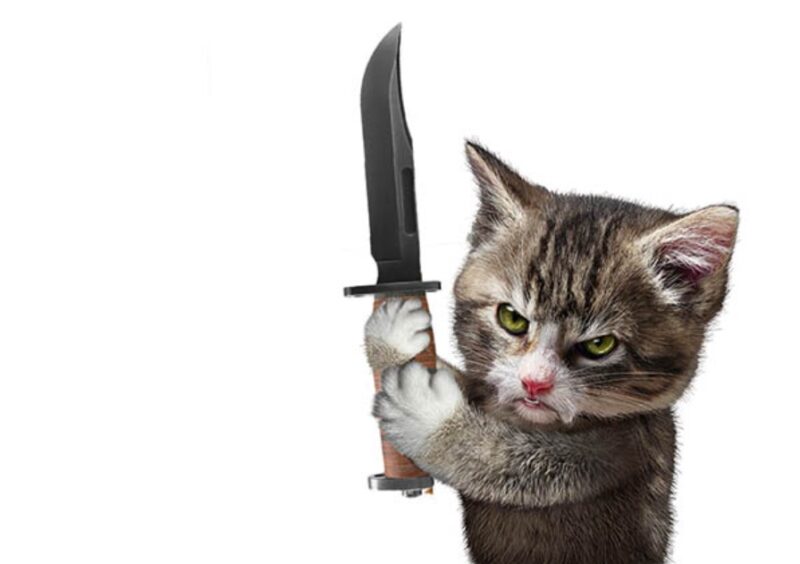 Hình meme mèo cầm dao siêu hài
