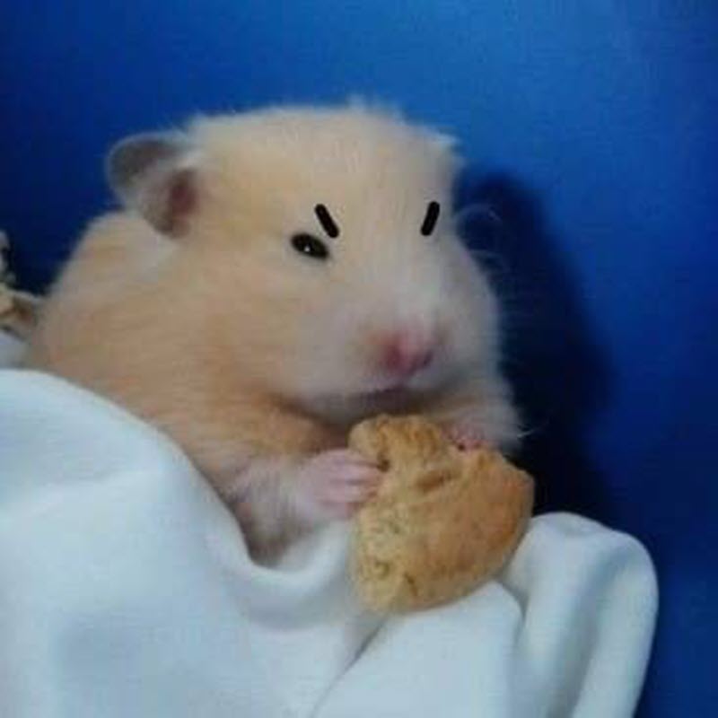Hình meme chuột hamster cực cute