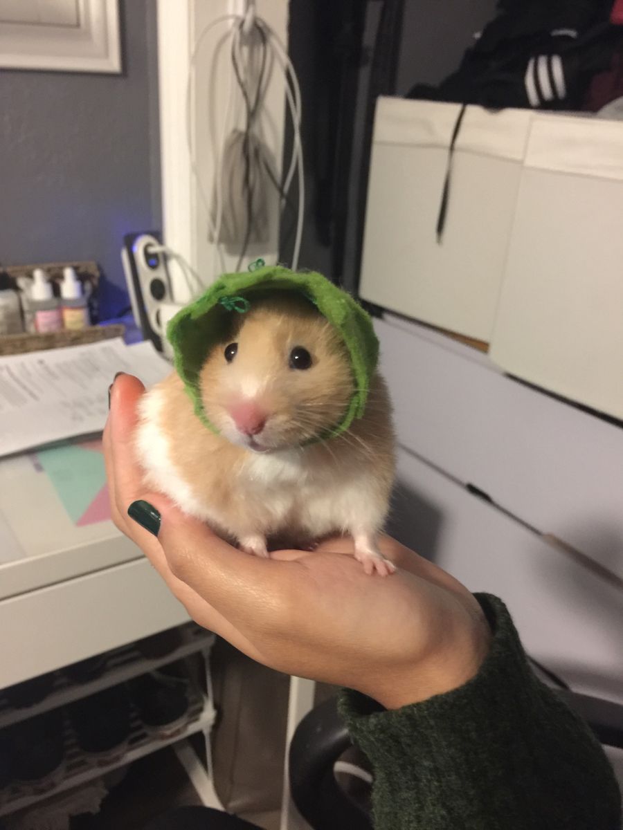 Hình meme chuột hamster cực dễ thương