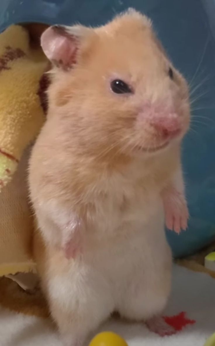 Hình meme chuột hamster cực hài hước