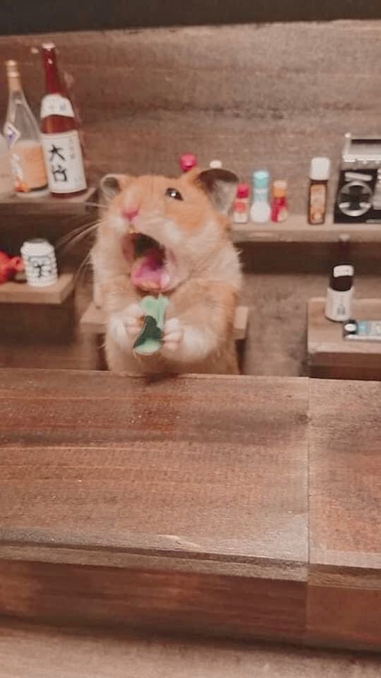 Hình meme chuột hamster cực hài