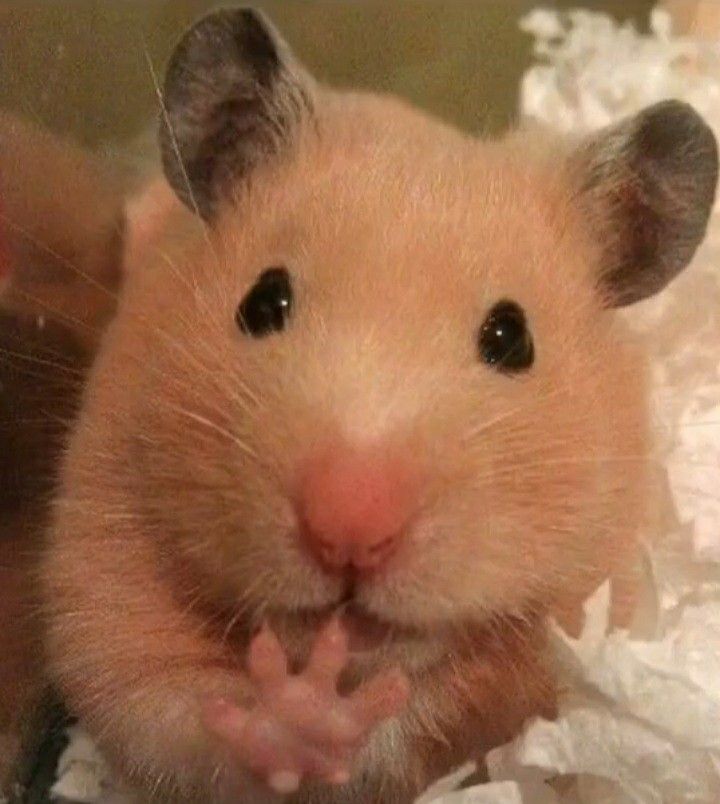 Hình meme chuột hamster cute nhất