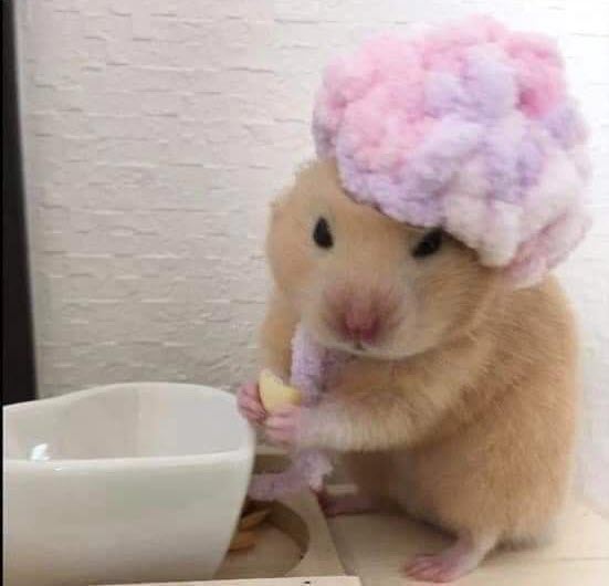 Hình meme chuột hamster đáng yêu nhất