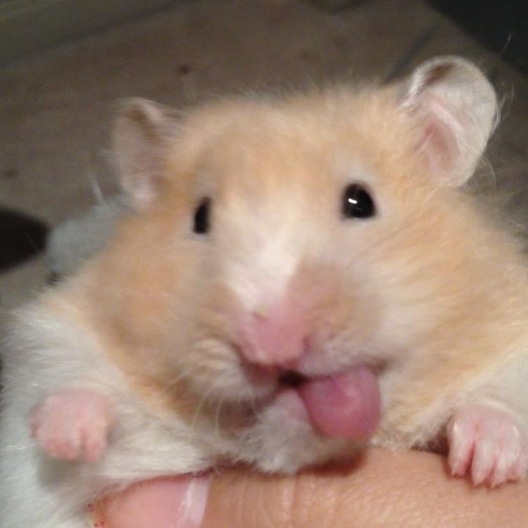 Hình meme chuột hamster đáng yêu