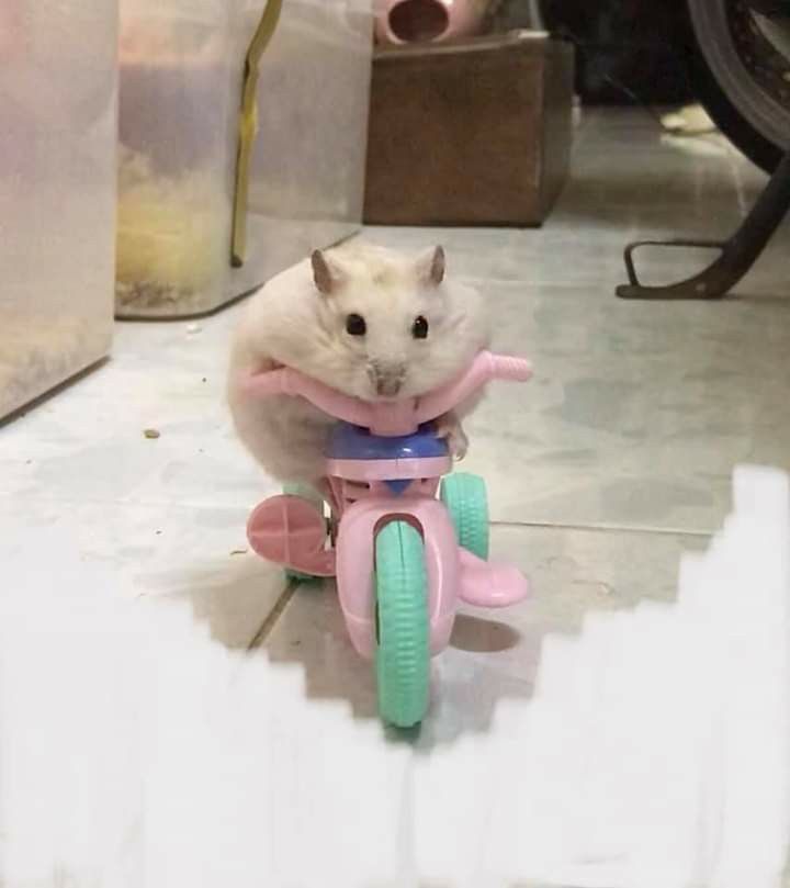 Hình meme chuột hamster dễ thương nhất