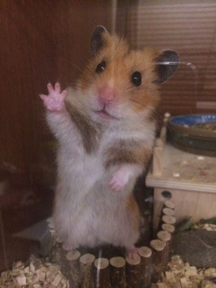 Hình meme chuột hamster dễ thương