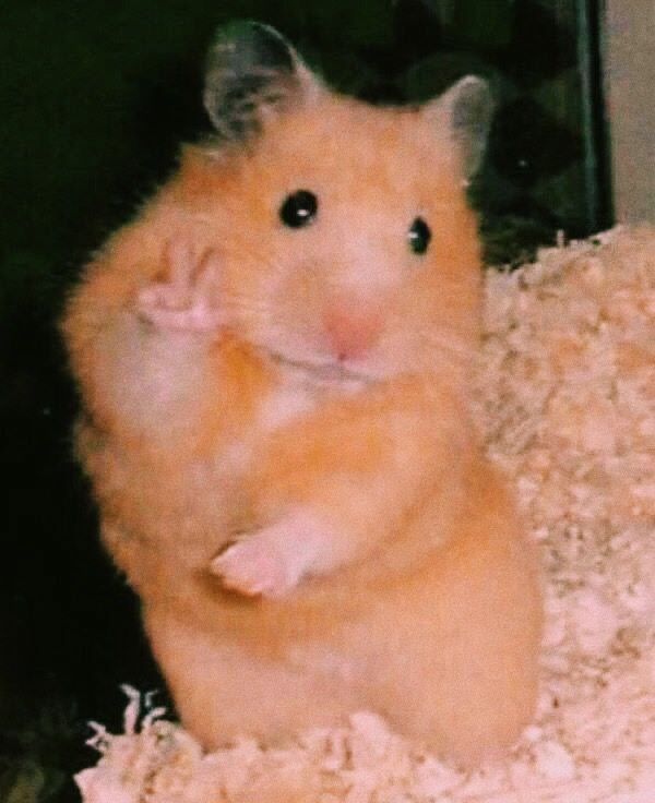 Hình meme chuột hamster hài hước