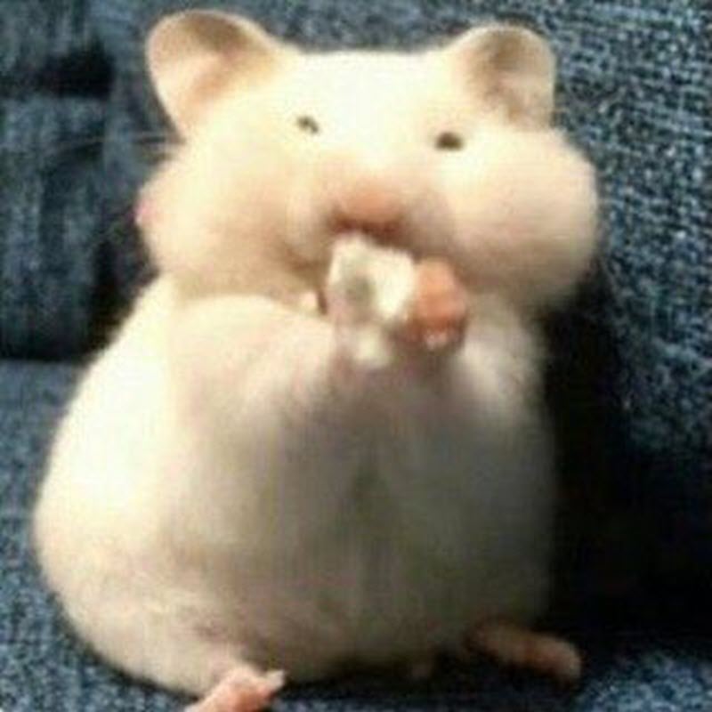 Hình meme chuột hamster hài nhất