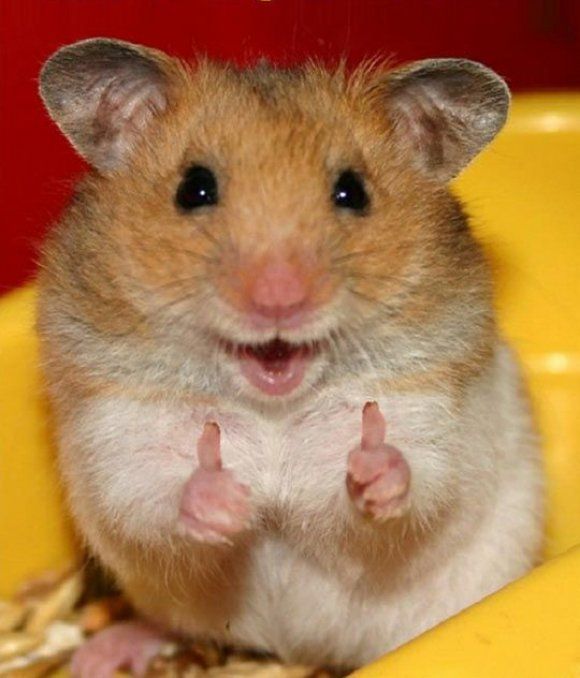 Hình meme chuột hamster hài