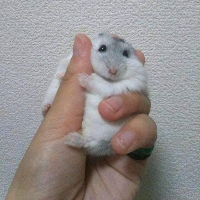 Hình meme chuột hamster siêu cute