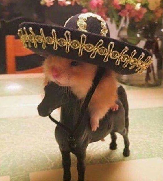 Hình meme chuột hamster siêu đáng yêu