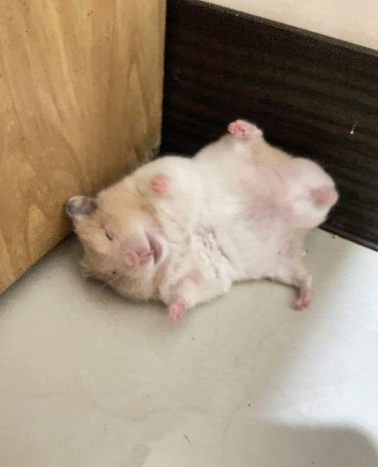Hình meme chuột hamster siêu dễ thương