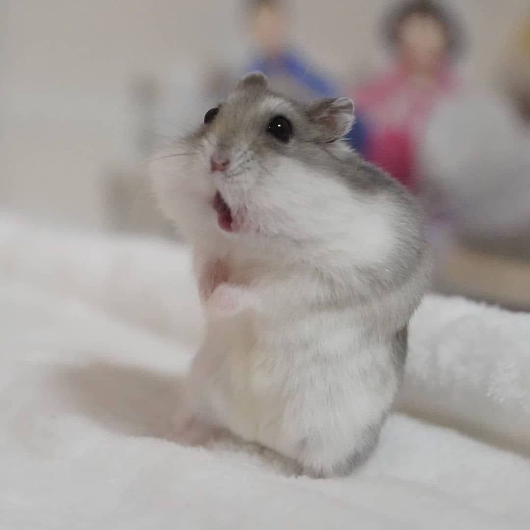 Hình meme chuột hamster siêu hài hước