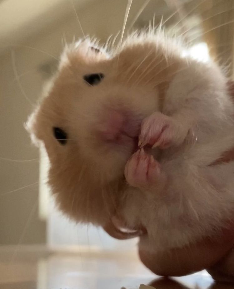 Hình meme chuột hamster siêu hài