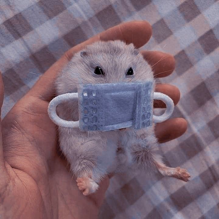 Hình meme chuột hamster